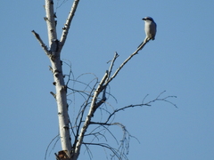 Lanius excubitor