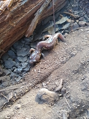 Aneides lugubris