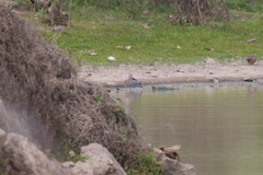 Callonetta leucophrys