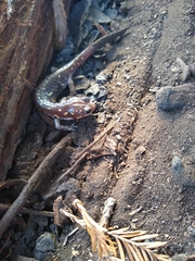 Aneides lugubris