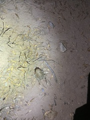 Anaxyrus microscaphus