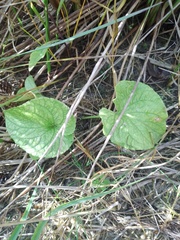 Viola uliginosa