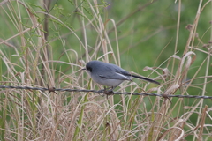 Polioptila dumicola
