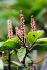 Antidesma acidum