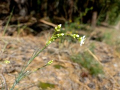 Eremogone saxatilis