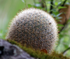 Mammillaria densispina