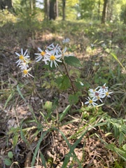 Eurybia divaricata