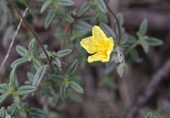 Helianthemum