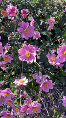 Eriocapitella hupehensis