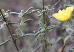 Helianthemum