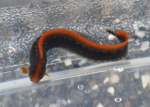 Cockscomb prickleback (Anoplarchus purpurescens) — Stichaeidae
