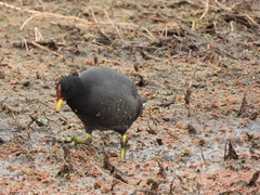 Fulica rufifrons