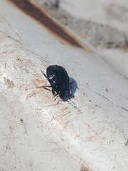 Histeridae