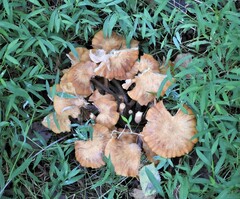 Desarmillaria