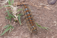 Paracles deserticola