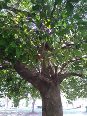 Ilex opaca