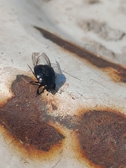 Histeridae