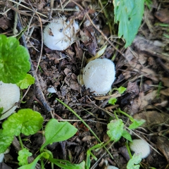 Lycoperdon