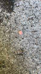Amphibolips quercusjuglans