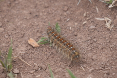Paracles deserticola