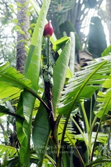 Musa splendida