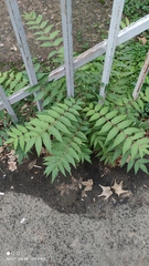 Ailanthus altissima