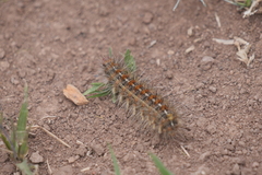 Paracles deserticola