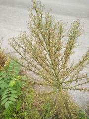 Erigeron canadensis
