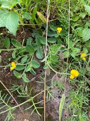 Crotalaria rotundifolia