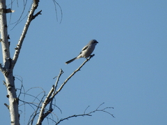 Lanius excubitor