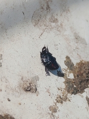 Histeridae
