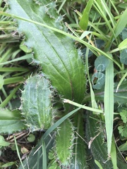 Cirsium horridulum