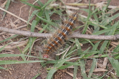 Paracles deserticola