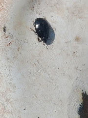 Histeridae