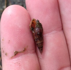 Thiaridae