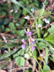 Desmodium paniculatum