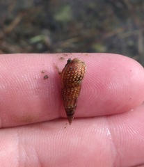 Thiaridae