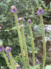 Verbena macdougalii
