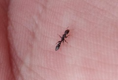 Pseudomyrmex