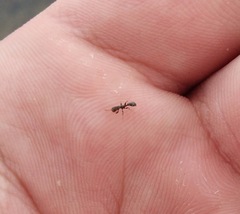 Pseudomyrmex