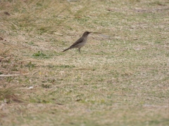 Turdus amaurochalinus