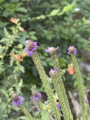 Verbena macdougalii