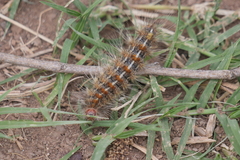 Paracles deserticola