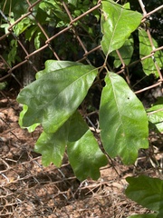 Quercus falcata