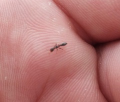 Pseudomyrmex