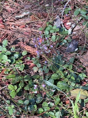 Desmodium paniculatum