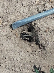 Aspidoscelis sexlineatus