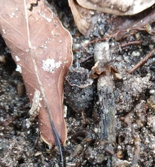 Gelastocoris oculatus