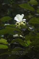 Pterospermum reticulatum