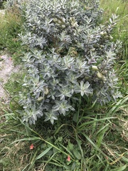 Podalyria sericea